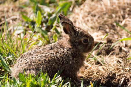 野兔, 复活节兔子, 兔子, 野兔婴孩, 兔宝宝, 野生动物
