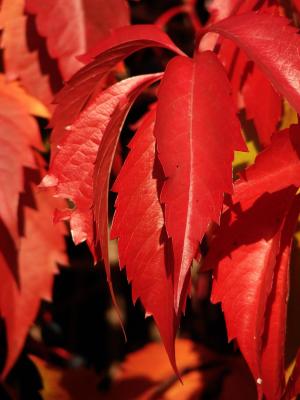 红叶, 叶子, 常春藤, 红常春藤, 红色, 秋天, 自然