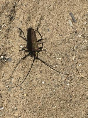 甲虫, 在沙子, 同事, 自然, 昆虫, 动物