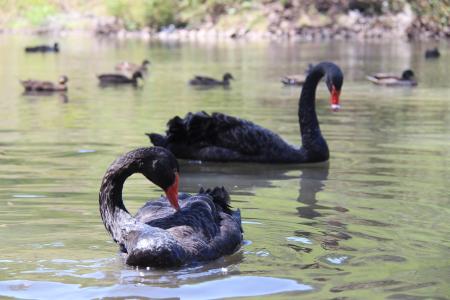 黑天鹅, 毛里求斯, 公园, 湖, 动物