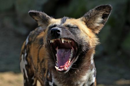 鬣狗, 笑着说, 有趣, 一种动物, 嘴巴, 野生动物, 打呵欠