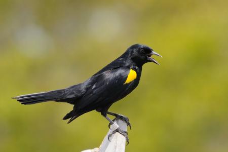 黄色肩膀黑鸟, 鸟, 黑鹂, 栖息, 黑色, 野生动物, 黄色
