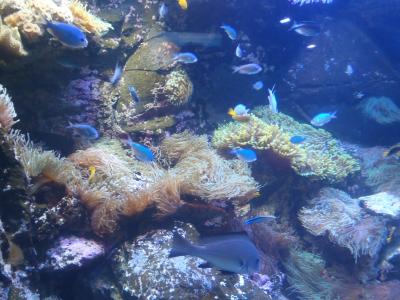 海底世界, 异国情调的鱼, 水下生活, 跳水, 珊瑚, 澳大利亚, 水下