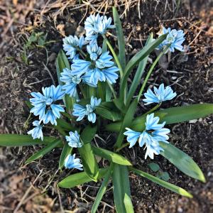 chionodoxa luciliae, 钟风信子, 春天的花朵, 明亮的蓝色花朵, 暗条纹, 在钟形状, 漂亮