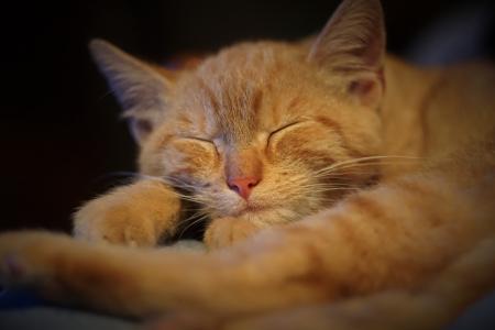 姜, tomcat, 猫, 睡眠, 家猫, 动物, 宠物