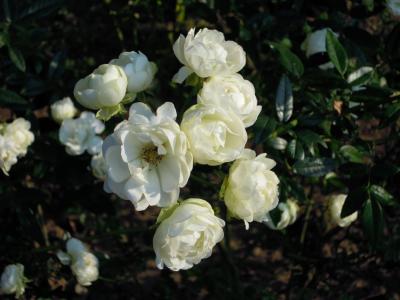 上升, 野蔷薇, 白色, 台北