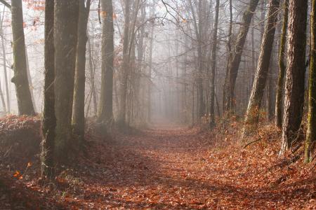 密西西比州, 森林, 伍兹, 秋天, 秋天, 雾, 线索
