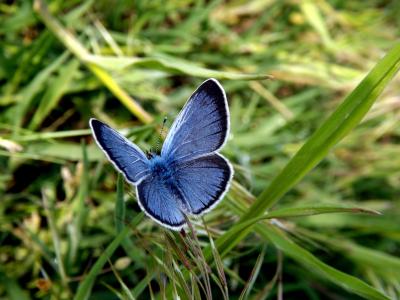 蝴蝶, 蓝色, 翅膀, 昆虫纲, 绿色, 自然, 昆虫