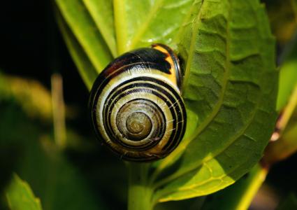 蜗牛, 觅食, 关闭, 壳, 慢慢地, 自然, 叶