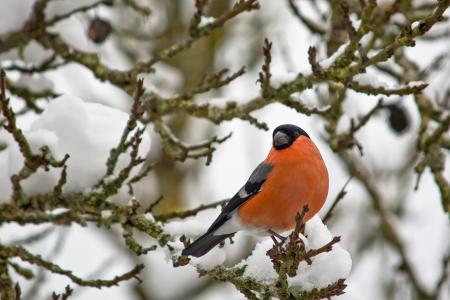 红腹灰雀男, 鸟, 自然, 花园, 雪, 冬天, 寒冷的温度