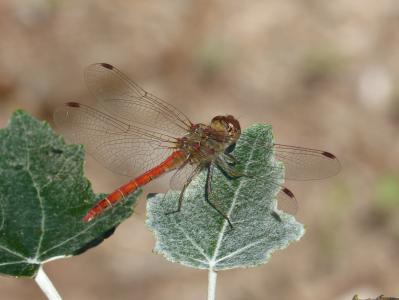 蜻蜓, 叶, 杨树, 有翅膀的昆虫, sympetrum striolatum