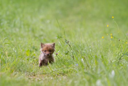 富克斯, 年青的狐狸, 野生动物, 狐狸的小狗, 一种动物, 草, 野生动物