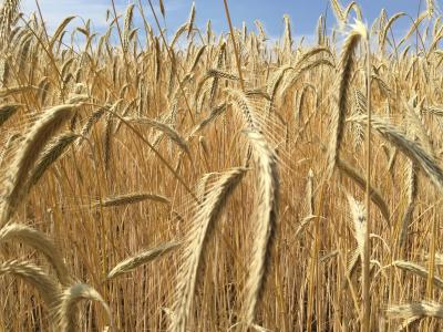 小麦, 谷物, 穗状花序, 玉米田, 可耕