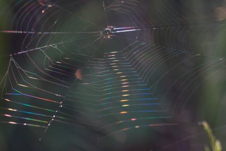 蜘蛛网, 折射, 谱, 宏观, 回光