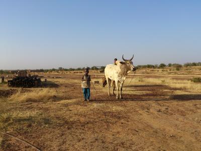 瓦希古亚, 布吉纳法索, 母牛, 工作, 毅力, 45度, 沙漠