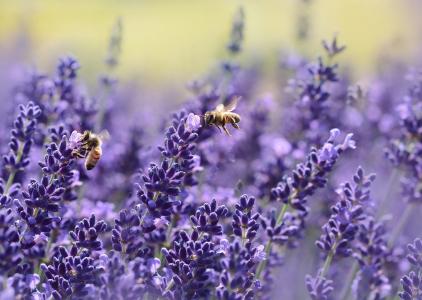 熏衣草, 蜜蜂, 夏季, 紫色, 花园, 花蜜, 真正薰衣草
