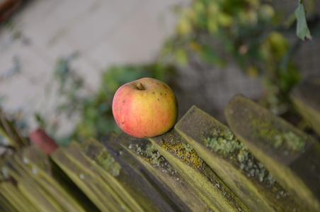 苹果, 意外之财, 栅栏, 10 月, 秋天