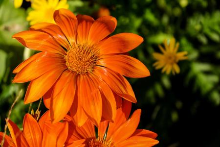 杂色菊, 花, 花, 光明, 橙色, 观赏植物, 橙色