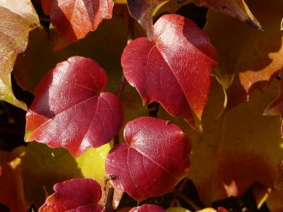 藤叶, 葡萄酒的合作伙伴, 着色, 红色, 秋天, 叶子, 秋天的落叶