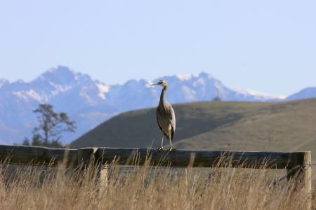 白面鹭, 鸟, 山脉, 凯库拉, 新西兰, 自然, 野生动物