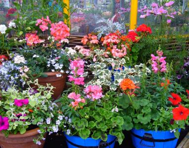 开花盆栽植物, 厂区展示, 壶, 植物, 夏季, 花园里的植物