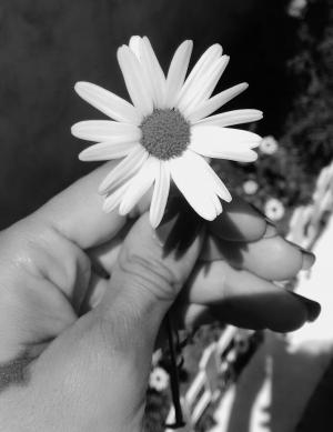 玛格丽塔, 手, 花园, 黑色和白色, 花
