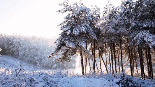 森林, 书房, 树木, 冬天, 雪, 白雪皑皑, 冰