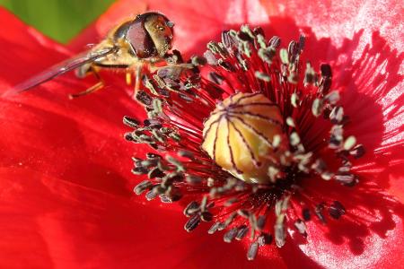 蚜, 昆虫, 罂粟, klatschmohn, 开花, 绽放, 红色