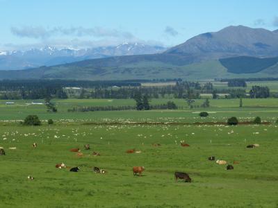 新西兰, 景观, 农业, 山脉, 草甸, 牧场, 母牛