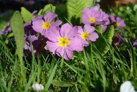 樱草, 紫罗兰色, 花, 春天, 植物区系, 花园, 自然