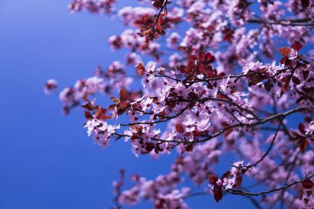 日本樱桃, 花, 粉色, 春天, 樱花, 关闭, 植物
