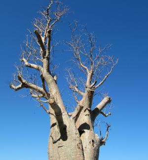 猴面包树, 珀斯, 国王公园, 树, adansonia digitata, 死鼠树, 猴面包树