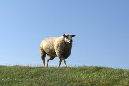 羊, deichschaf, 堤防, 北海, nordfriesland, pellworm, 草