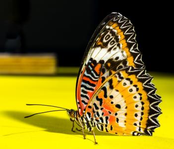 蝴蝶, 昆虫