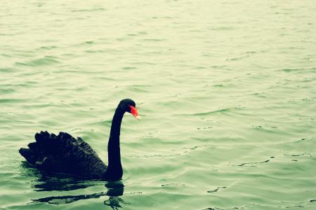 黑天鹅, 绿水, 宁静, 气质