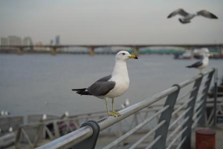 汉江, 海鸥, 野餐, 郊游, 汉城, 鸟类