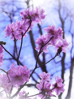 花, 布什, 春天, 粉色, 蓝色, blütenmeer, 自然