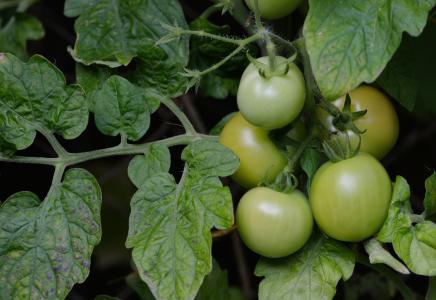 西红柿, 布什西红柿, 不成熟, 炒绿西红柿, 花园, 蔬菜种植, nachtschattengewächs