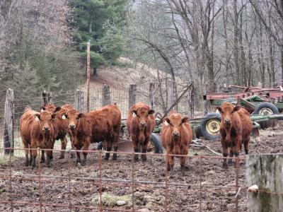 明尼苏达州, 犊, 牛, 小牛, 哺乳动物, 农场, 牲畜