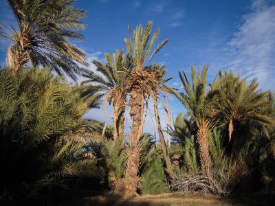 摩洛哥, 撒哈拉沙漠, 旅行, 马, 棕榈树
