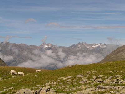 山, 山脉, timmelsjoch, 前景, 羊, alm, 牧场