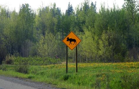 驼鹿, 路标, 加拿大, 警告, 旅行, 野生动物, 穿越
