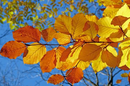叶子, 山毛榉, 叶子, 秋天, 明亮的颜色, 对比, 光
