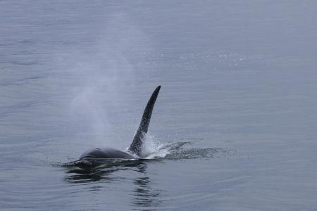 逆戟鲸, 鲸鱼, 虎鲸, 海洋哺乳动物, 鲸鱼, 海洋生命, 海
