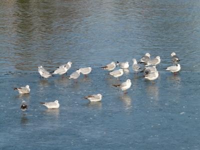 海鸥, 鸟类, waser, 动物, 推在一起, 游泳, 冰