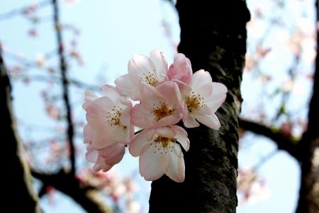 樱花, 早春香气, 微妙, 自然, 树, 分公司, 春天