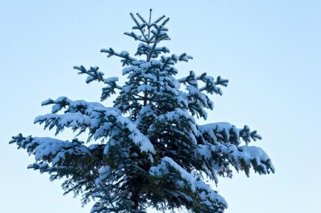 树, 针叶树, 冬天, 雪, 大, 树顶, 自然