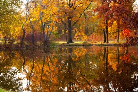 秋天, 池塘, 公园, 水, 自然, 黄色, 叶