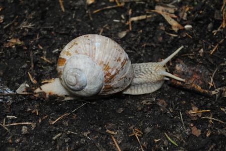 蜗牛, 海螺, 雌雄同体, 动物