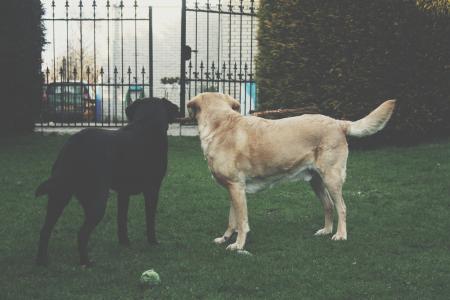 可爱, 动物, 球, 美丽, 黑色和白色, 品种, 犬
